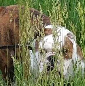 Meet your Posher, Charlie